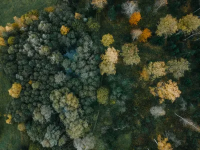 나무가-많은-숲의-조감도