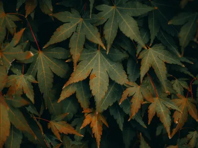 나무에-있는-나뭇잎-무리